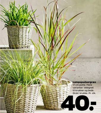 Netto Ukendt planter tilbud