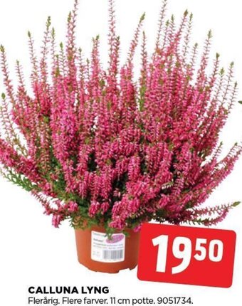 CALLUNA LYNG