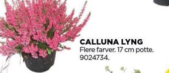 jem & fix CALLUNA LYNG tilbud