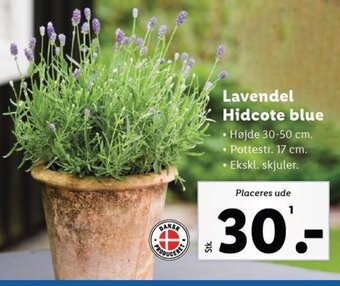 Lidl Lavendel Hidcote blue tilbud