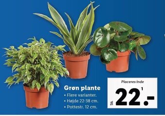 Lidl Grøn plante tilbud