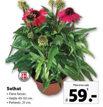 Lidl Solhat tilbud