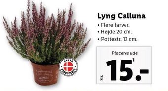 Lidl Lyng Calluna tilbud