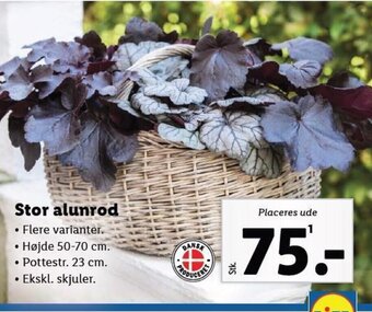 Lidl Stor alunrod tilbud