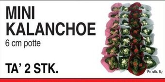 ABC Lavpris MINI KALANCHOE tilbud
