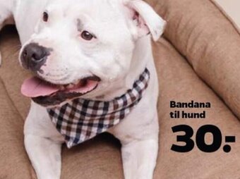 Netto Bandana til hund tilbud