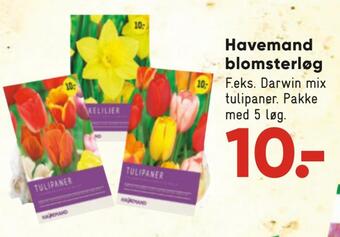 Bilka Havemand blomsterløg tilbud