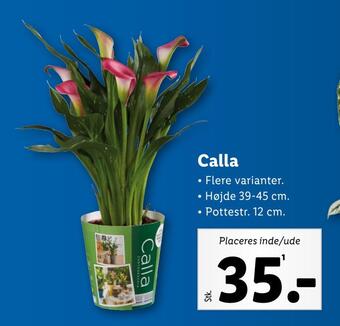 Lidl Calla tilbud