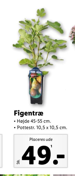Figentræ