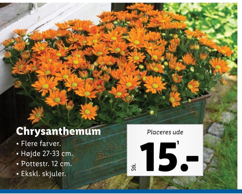 Chrysanthemum tilbud hos Lidl