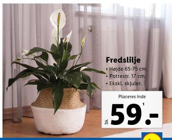 Lidl Fredslilje tilbud