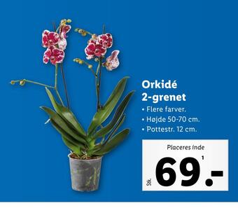 Lidl Orkidé 2-grenet tilbud