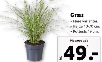 Lidl Græs tilbud
