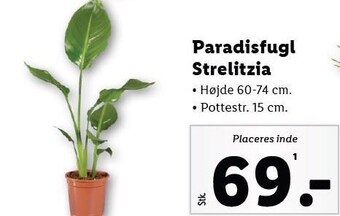 Lidl Paradisfugl strelitzia tilbud