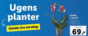 Lidl Orkidé 2-grenet tilbud