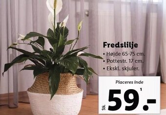 Lidl Fredslilje tilbud