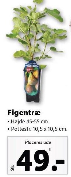 Figentræ