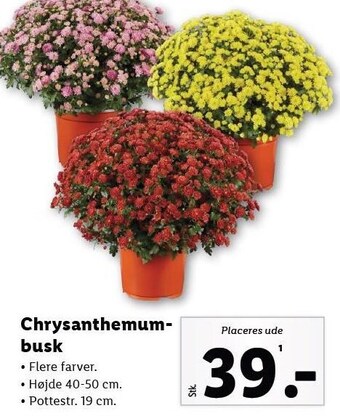 Lidl Chrysanthemum-busk tilbud