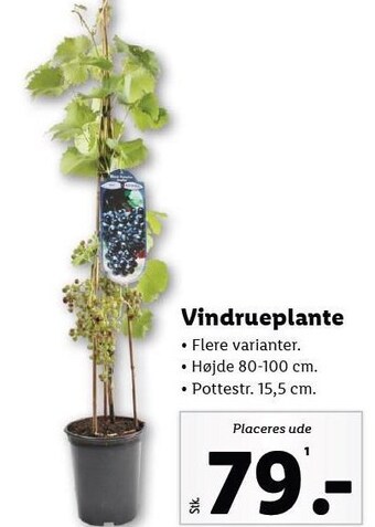 Lidl Vindrueplante tilbud