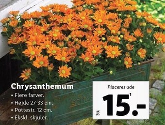 Chrysanthemum