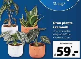 Lidl Grøn plante i keramik tilbud