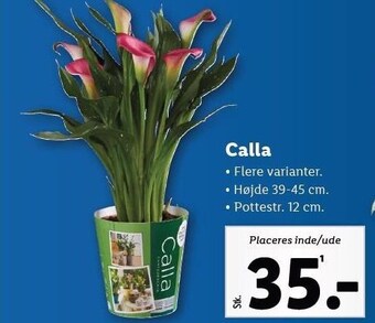 Lidl Calla tilbud