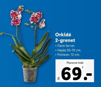 Lidl Orkidé 2-grenet tilbud