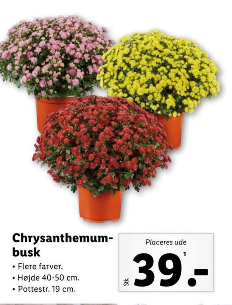 Chrysanthemum busk tilbud hos Lidl