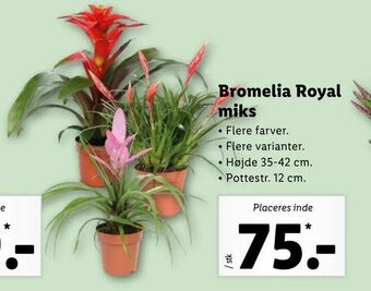 Let-Køb Bromelia Royal miks tilbud