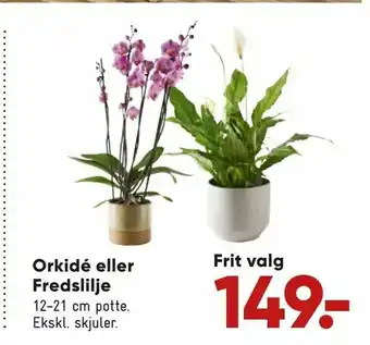 Bilka Orkidé eller Fredslilje tilbud