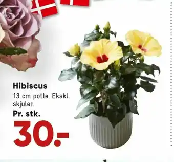 Hibiscus