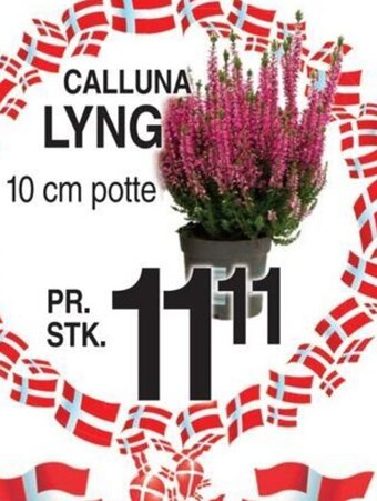 CALLUNA LYNG 10 cm potte
