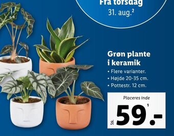 Lidl Grøn plante i keramik tilbud