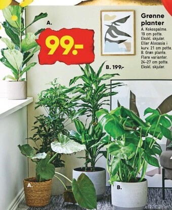 Bilka Grønne planter tilbud