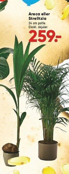 Bilka Areca eller strelitzia tilbud