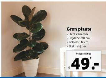 Lidl Grøn plante tilbud