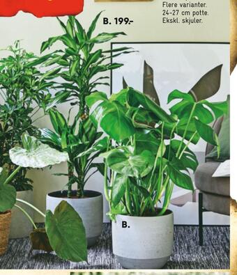 Bilka Grønne planter tilbud