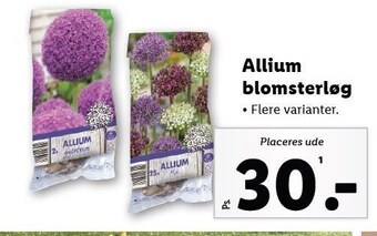 Lidl Allium blomsterløg tilbud