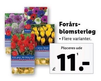 Lidl Forårsblomsterløg tilbud