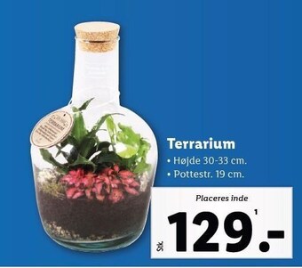 Terrarium