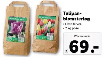 Lidl Tulipanblomsterløg tilbud