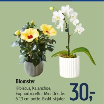 Ukendt planter