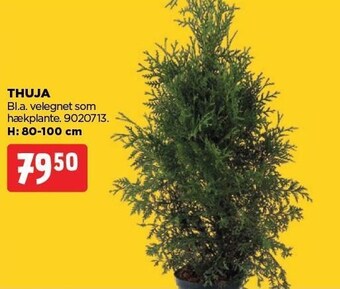 Thuja