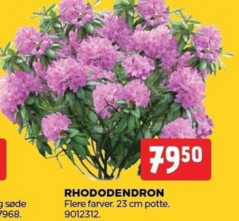 Rhododendron