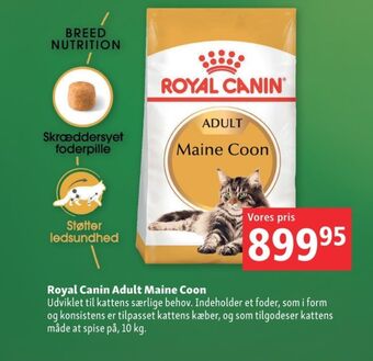Maxi Zoo Royal canin kattefoder tilbud