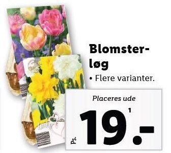 Lidl Blomsterløg tilbud