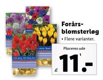 Lidl Forårsblomsterløg tilbud