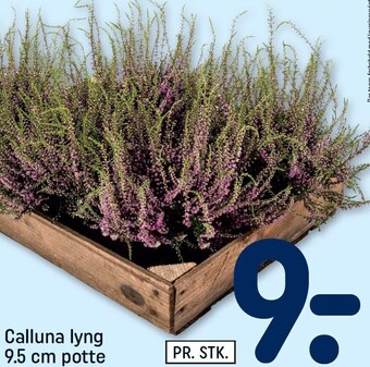 REMA 1000 Calluna lyng 9.5 cm potte tilbud