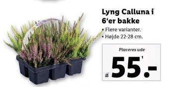 Lidl Lyng calluna i 6'er bakke tilbud