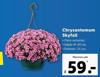 Lidl Chrysantemum skyfall tilbud